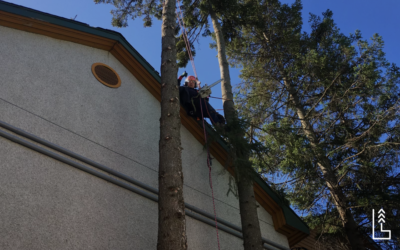 COMMENT ÉMONDER UN ARBRE?
