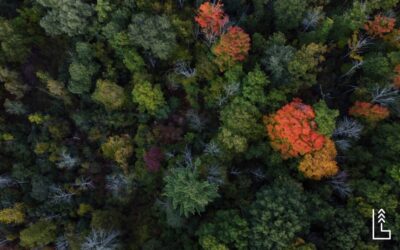 LES 10 ESSENCES D’ARBRES LES MIEUX ADAPTÉES AUX LAURENTIDES