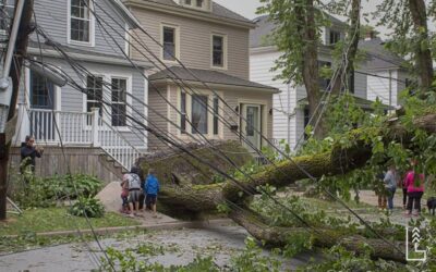 LES RISQUES RELIÉS AUX ARBRES TROP PRÈS DE VOS FILS ÉLECTRIQUES