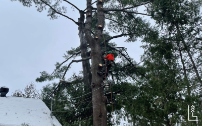 LES RISQUES RELIÉS AUX ARBRES TROP PRÈS DE VOS FILS ÉLECTRIQUES