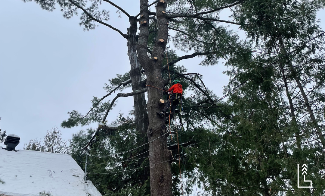 LES RISQUES RELIÉS AUX ARBRES TROP PRÈS DE VOS FILS ÉLECTRIQUES
