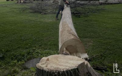 LES TECHNIQUES D’ABATTAGE SÉCURITAIRES POUR LES ARBRES DE GRANDE TAILLE