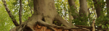 Blog Arbres Lacasse-racines