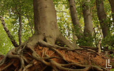 LES RACINES D’ARBRES ET LEURS IMPACTS SUR LES FONDATIONS