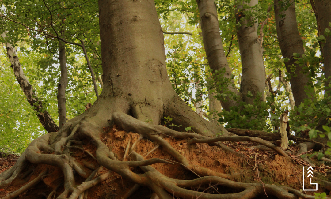 LES RACINES D’ARBRES ET LEURS IMPACTS SUR LES FONDATIONS